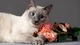Картинка: Голубоглазая кошка с цветком