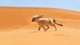Картинка: Ушастый зверёк бежит по песчаной дюне