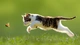 Картинка: Котёнок ловит бабочку
