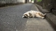 Image: The cat sprawled on the road