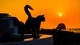 Image: The silhouette of a cat at sunset