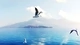 Картинка: Чайки летят над водой на фоне острова