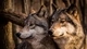 Image: Wolf family