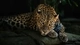 Картинка: Леопард отдыхает на камнях