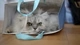 Картинка: Персидская кошка лежит в подарочном пакете
