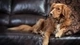 Картинка: Пёсик лежит на кожаном диване