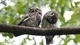 Image: Two owls sitting on a tree branch