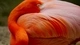 Картинка: Самый крупная яркая птица семейства фламинго 
