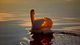 Картинка: Лебедь плывет по воде