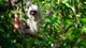 Картинка: Белый лемур повис на ветках деревьев