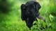 Image: The puppy is a black dog sitting on the grass raised foot to the face