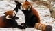 Картинка: Две малые панды играют зимой