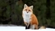 Картинка: Рыжая лисичка сидит на снегу