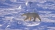 Картинка: Белый медведь в арктической пустыне