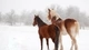 Картинка: Пара лошадей вышли на заснеженную природу
