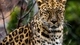 Картинка: Хищная кошка Леопард