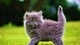 Картинка: Розовый пушистый котик на зелёной траве