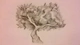 Image: Tree drawing with a pencil