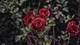 Картинка: Куст красных роз в каплях воды
