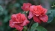 Картинка: Красивые красные розы в каплях росы