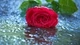 Картинка: Красная роза лежит на дождевой воде