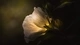 Картинка: Белый цветок подсвечивается изнутри
