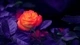 Картинка: Цветок роза