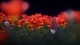 Картинка: Распустившиеся красные тюльпаны