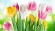 Image: Beautiful bouquet of tulips