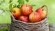 Картинка: Полная корзинка спелых яблок