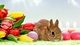 Image: Rabbit, tulips and eggs