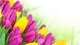 Картинка: Жёлтые и розовые тюльпаны на белом фоне