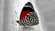 Картинка: Красивый чёрно-белый с красным окрас бабочки