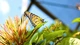 Картинка: Бабочка сидит на зелёном листке цветка