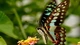 Картинка: Бабочка собирает нектар с цветка