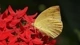 Image: Butterfly sits on red color