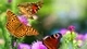 Картинка: Красивые бабочки