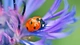 Image: Ladybug sits on a lilac flower