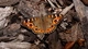 Image: Butterfly-beauty