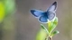 Картинка: Голубая бабочка на растении