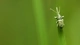 Картинка: Зелёный жук сидит на травинке