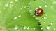 Image: Ladybug and dewdrops on a large green leaf