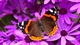 Картинка: Прекрасная бабочка с яркими пятнами на крыльях расположилась на фиолетовом цветке
