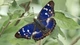 Картинка: Синекрылая бабочка на зелёных листочках