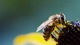 Картинка: Пчела собирает пыльцу с цветка