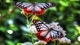 Картинка: Две бабочки собирают нектар