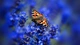 Картинка: Бабочка крапивница сидит на цветке