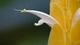 Картинка: Маленький муравьишка на лепестке жёлтого цветка