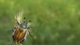 Картинка: Майский жук сидит на растении