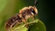 Картинка: Пчела сидит на листике